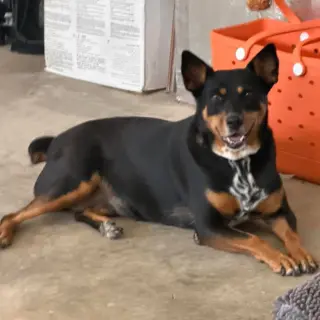 Gwinnie