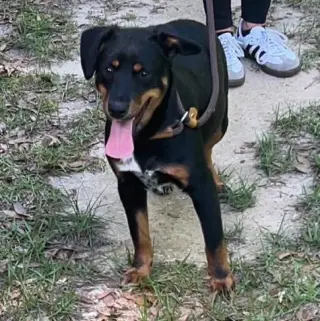 Remi