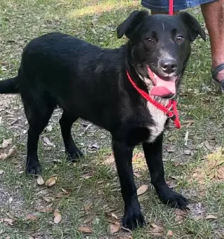 Ranger