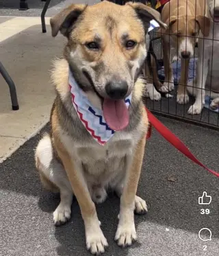 Koda