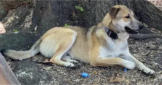 Koda