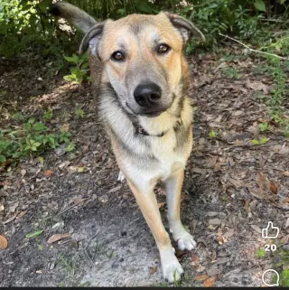 Koda