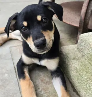 Oscar