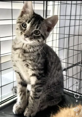 Merlin