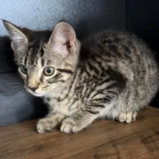 Merlin