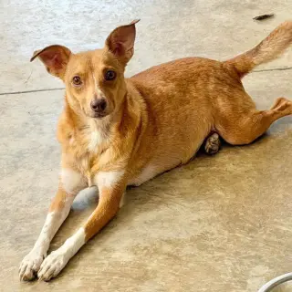 Pixie
