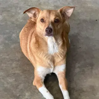 Pixie