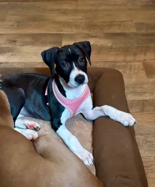 Raina - stormie litter