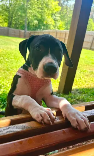 Raina - stormie litter
