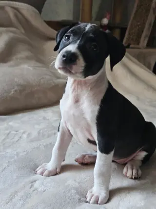 Raina - stormie litter