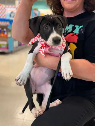 Raina - stormie litter