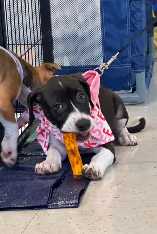 Raina - stormie litter