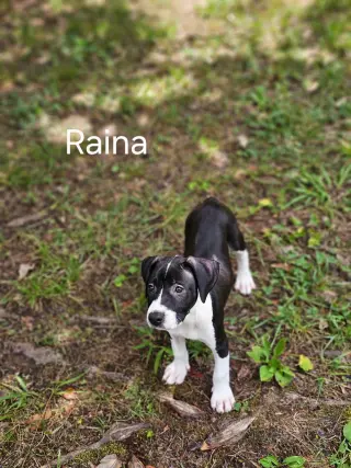 Raina - stormie litter