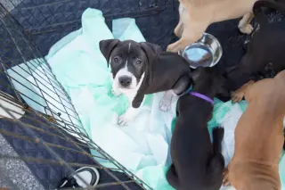 Raina - stormie litter