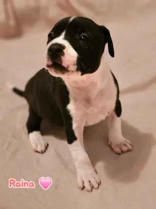 Raina - stormie litter