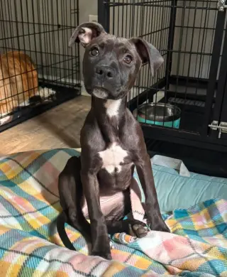Elara - stormie litter