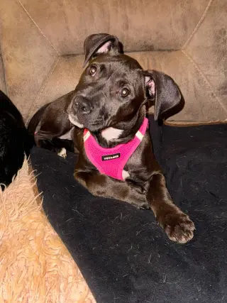 Elara - stormie litter