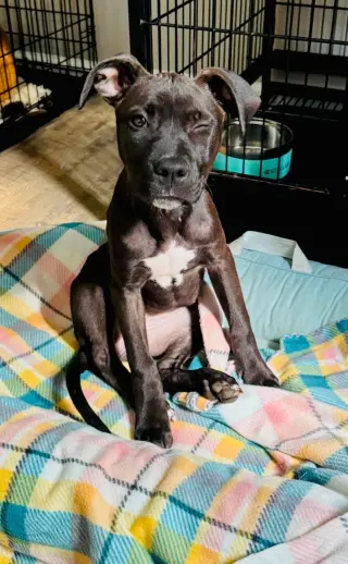 Elara - stormie litter