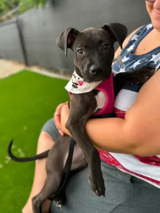 Elara - stormie litter