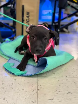 Elara - stormie litter