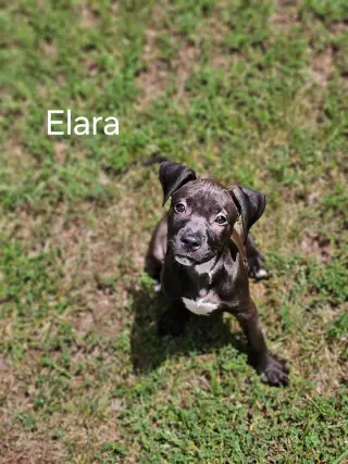 Elara - stormie litter