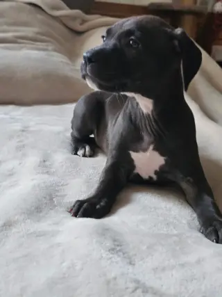Elara - stormie litter