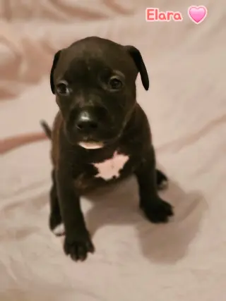 Elara - stormie litter