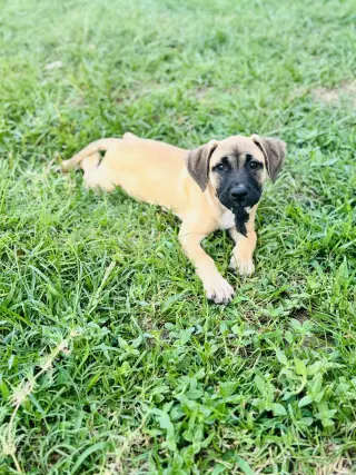 Talia - stormie litter