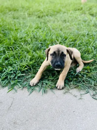 Talia - stormie litter