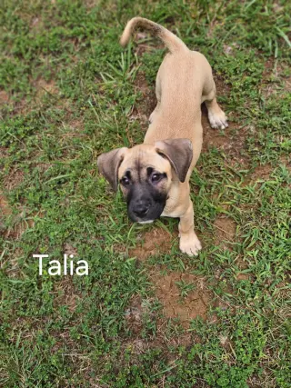 Talia - stormie litter