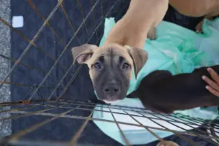 Talia - stormie litter