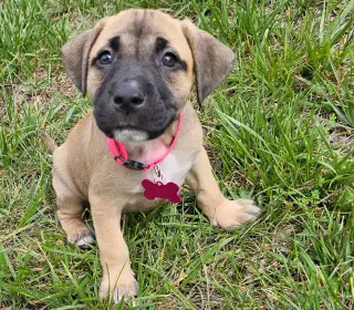 Talia - stormie litter