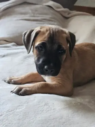 Talia - stormie litter
