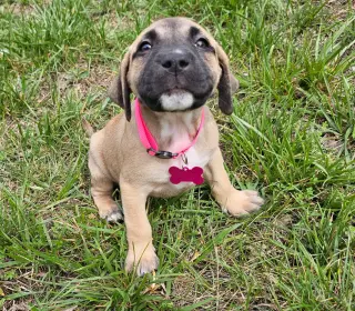 Talia - stormie litter