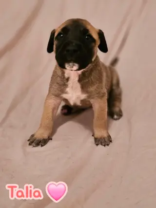 Talia - stormie litter