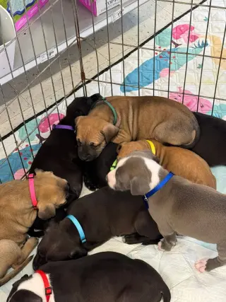 Talia - stormie litter