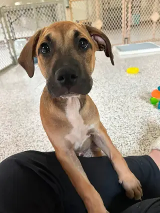 Zephyr- stormie litter