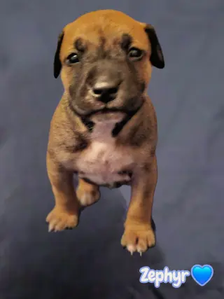 Zephyr- stormie litter