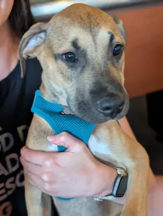 Zephyr- stormie litter