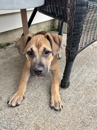 Zephyr- stormie litter