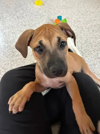 Zephyr- stormie litter