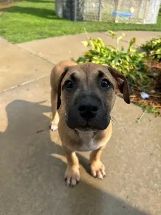 Zephyr- stormie litter