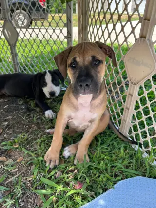 Zephyr- stormie litter