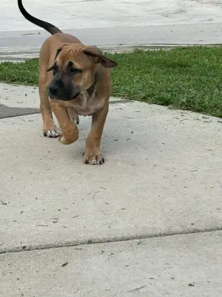 Zephyr- stormie litter