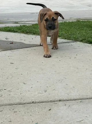 Zephyr- stormie litter