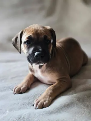 Zephyr- stormie litter
