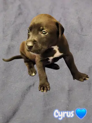 Cyrus- stormie litter