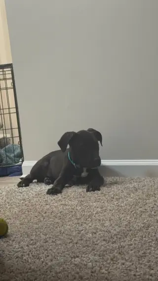 Cyrus- stormie litter