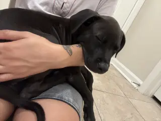Cyrus- stormie litter