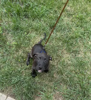 Cyrus- stormie litter